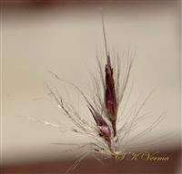 Spikelet pair